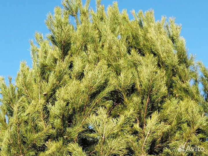Сосна 7-8 метров с посадкой