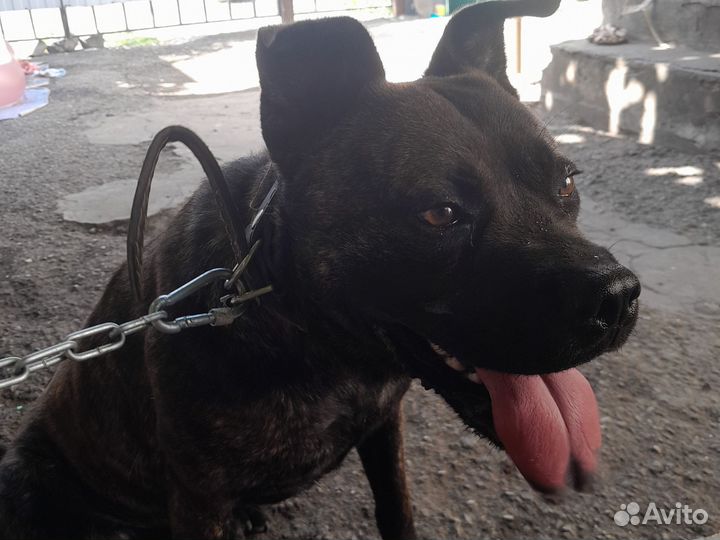 Отдам бесплатно