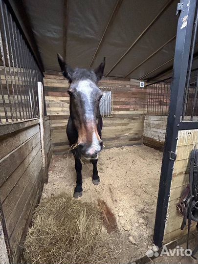 Постой лошадей