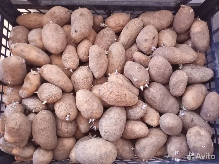 Семена картофеля Галандка урожайная 200ведро