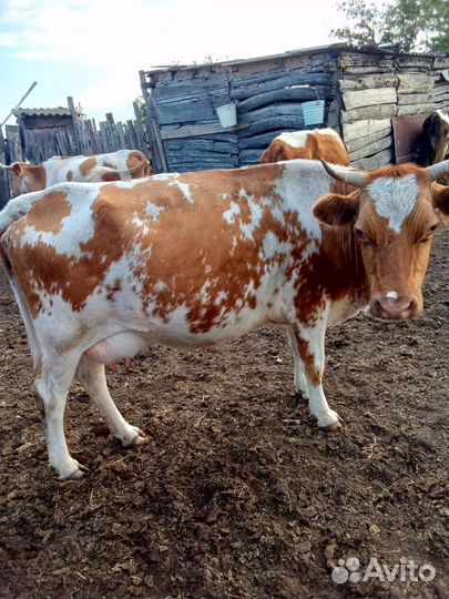 Коровы, телята