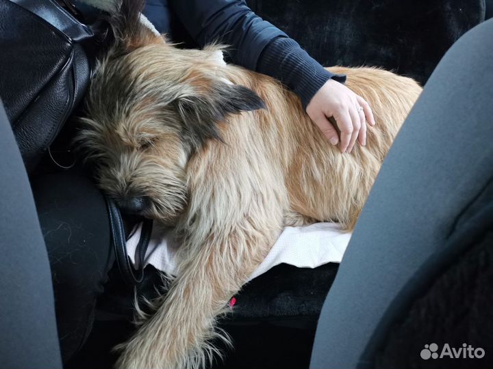 Собака в добрые руки