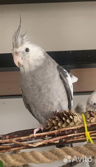 Попугай карелла самец