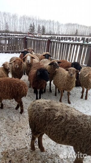 Овцы бараны