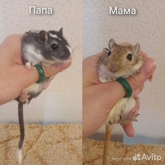 Монгольская песчанка