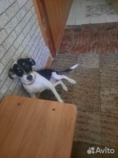 Собака, дворняжка