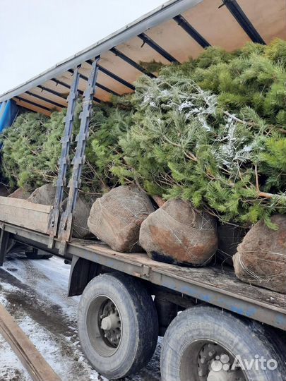 Ель с доставкой