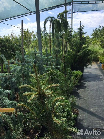 Декоративные растения для сада