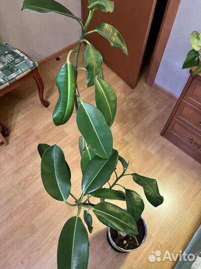 Фикус каучуконосный большой