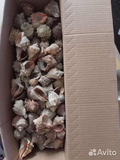 Морские ракушки раковины