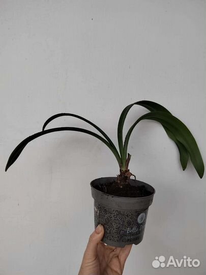 Гиппиаструм