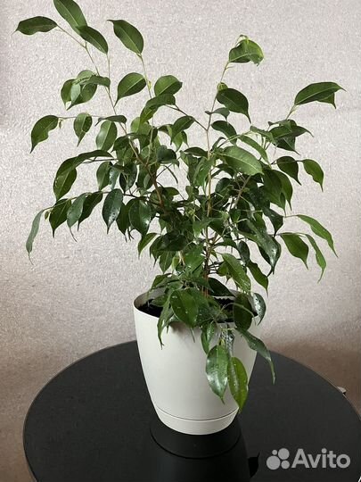 Фикус бенджамина, 45см