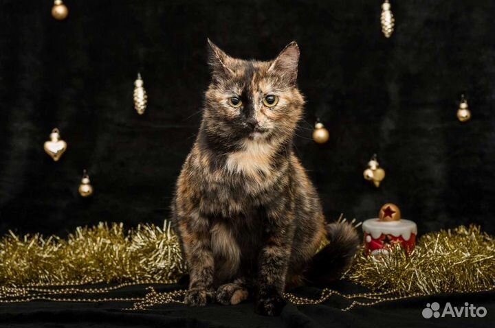 Черепаховая кошка