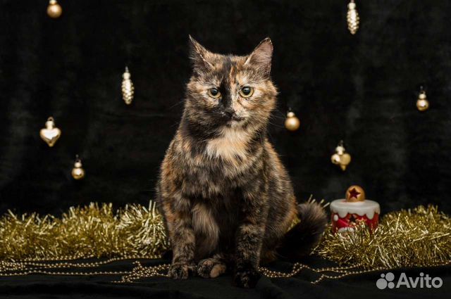 Черепаховая кошка