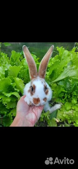 Кролик