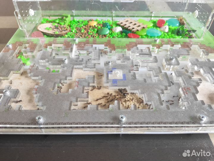 Живая муравьиная ферма с 100 муравьями