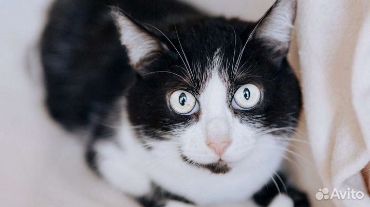 Белянка ищет дом