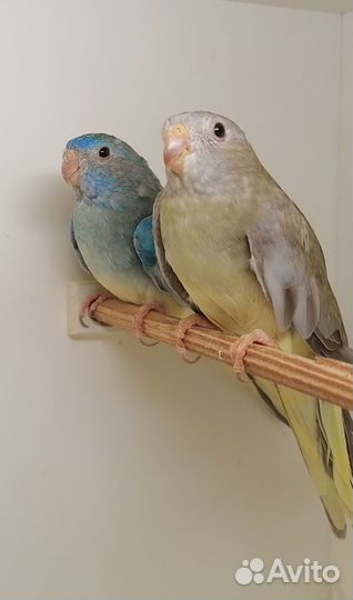 Пара попугаев