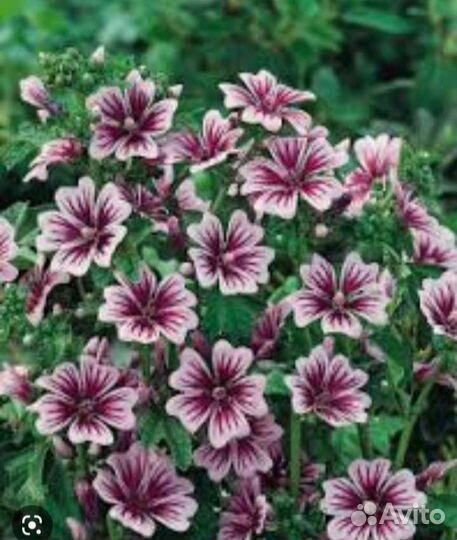 Ирис,мак многолетн