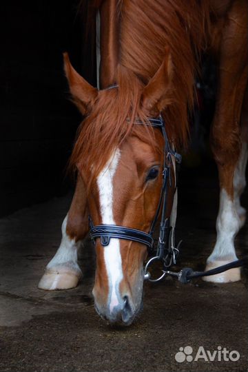 Фотосессии с лошадьми