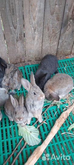 Калифорнийские, фландр кролики