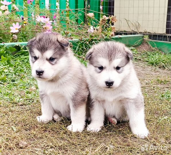 Собаки щенки
