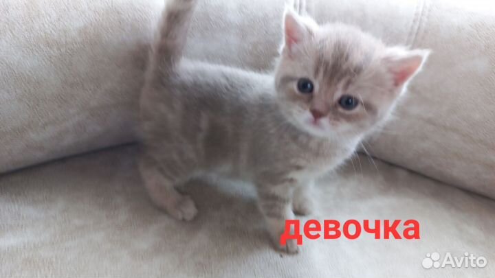 Шотландские котята