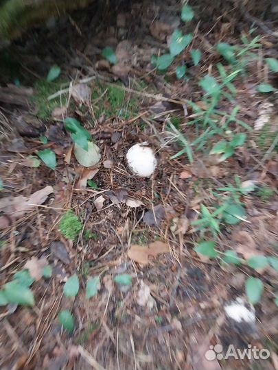 Гриб весёлка