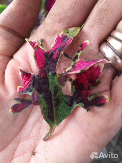 Колеус,доставка