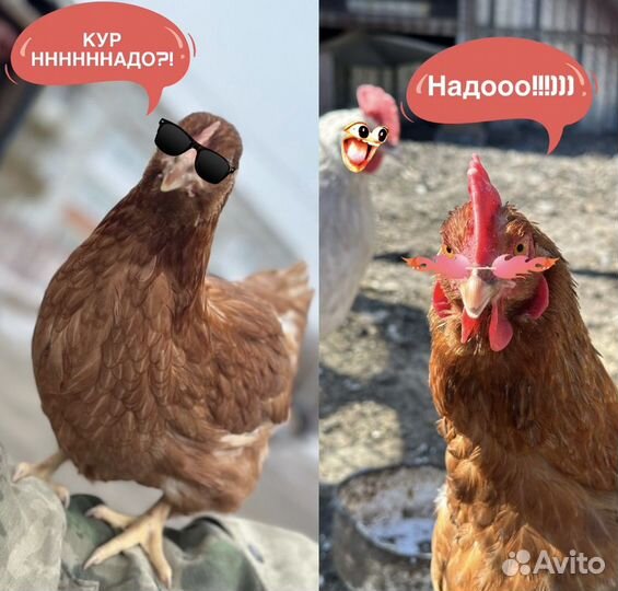 Куры несушки красные