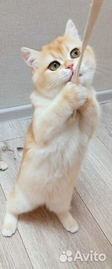 Британский кот ny12 вязка