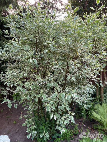 Многолетники для сада