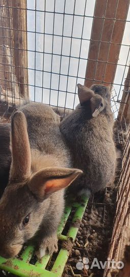 Кролики самцы, отец хиколь
