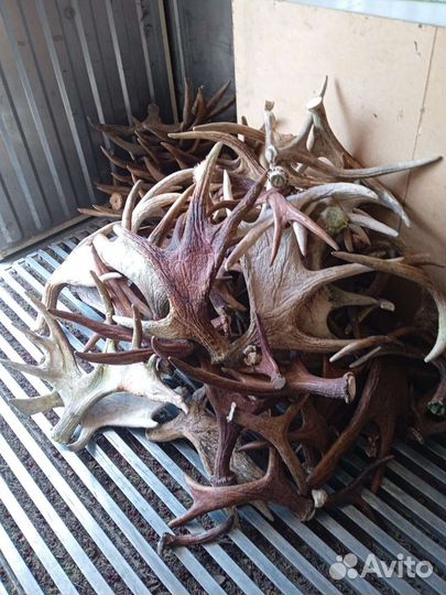 Рога лося, оленя