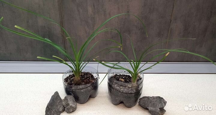 Бокарнея (Нолина, Слоновья нога)