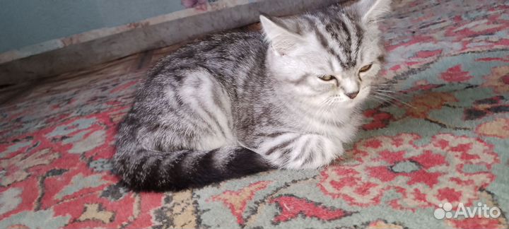 Кошечка 4,5 месяцев