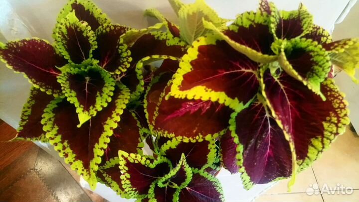 Садовые цветы