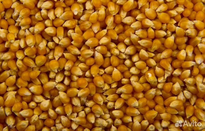 Фасоль, Рожь озимая на корм/посев