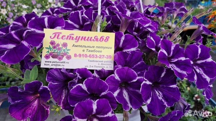 Ампельные цветы в кашпо и в рассаде