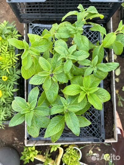 Гелиотроп рассада