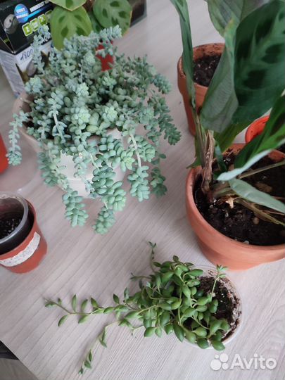 Обмен комнатными растениями