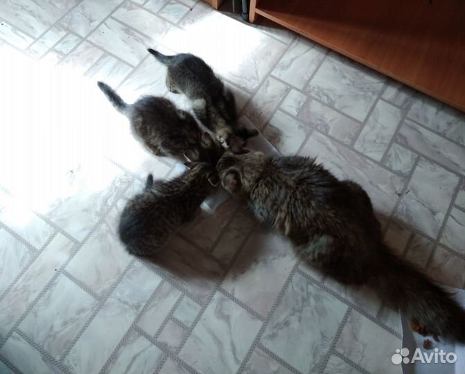 Котята в добрые руки