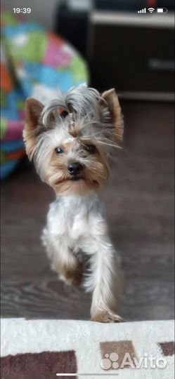 Йоркширский терьер