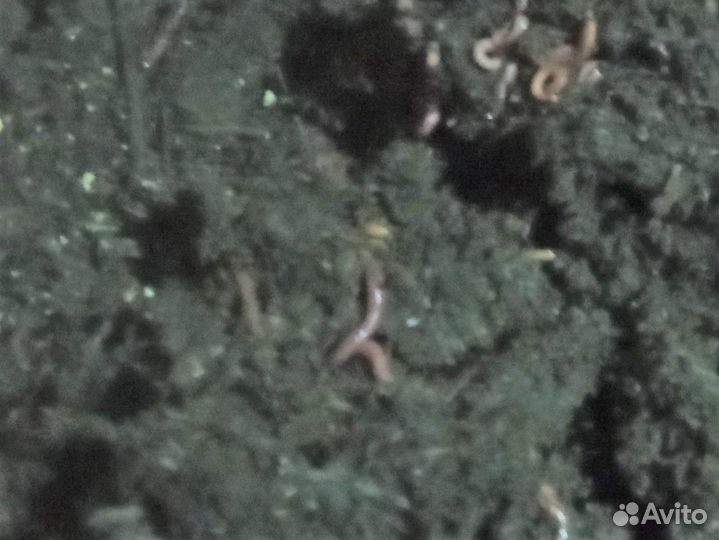 Калифорнйские карасные черви