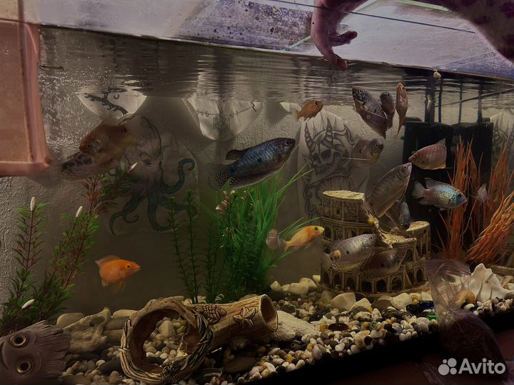 Аквариум