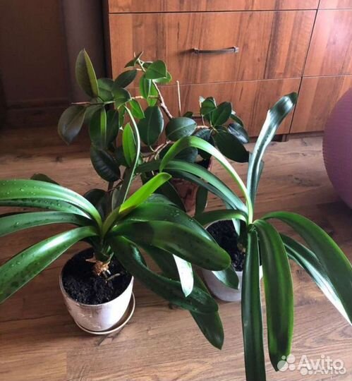 Амариллисы большие