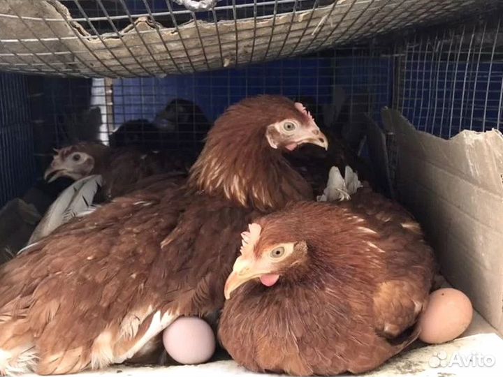 Куры несушки белой яйценоской породы