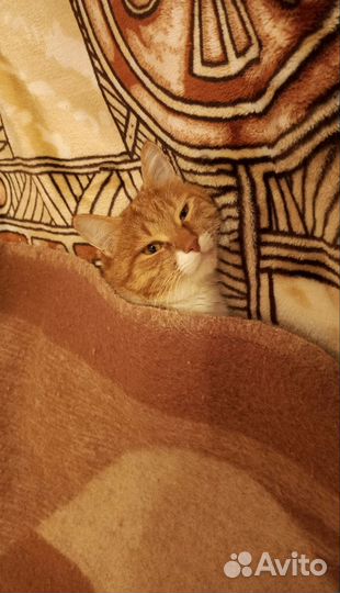 Полюбоваться котиком