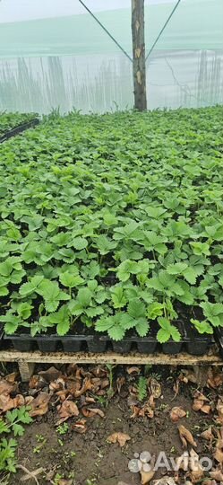 Рассада клубники