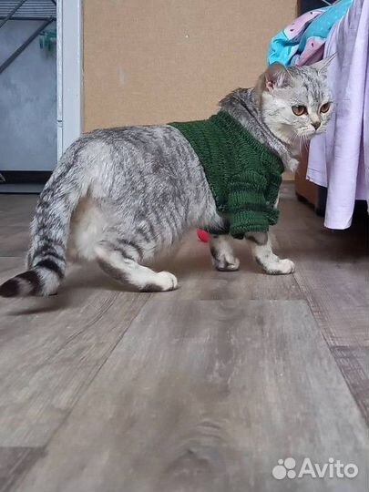 Отдам британочку